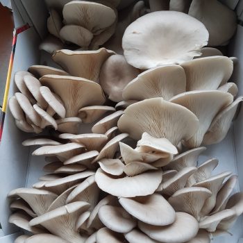 Frisch geerntete Bio-Austernpilze