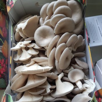 Frisch geerntete Bio-Austernpilze