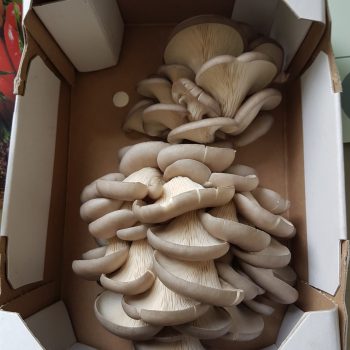 Frisch geerntete Bio-Austernpilze